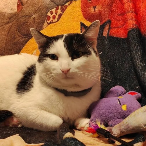 Un chat noir et blanc au regard attentif, confortablement installé à l'intérieur d'une niche douillette en tissu gris.