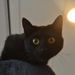 Un chat noir aux grands yeux jaunes et expressifs regarde fixement l'objectif, perché sur un support en tissu gris, dans une pièce éclairée par une source lumineuse chaude.