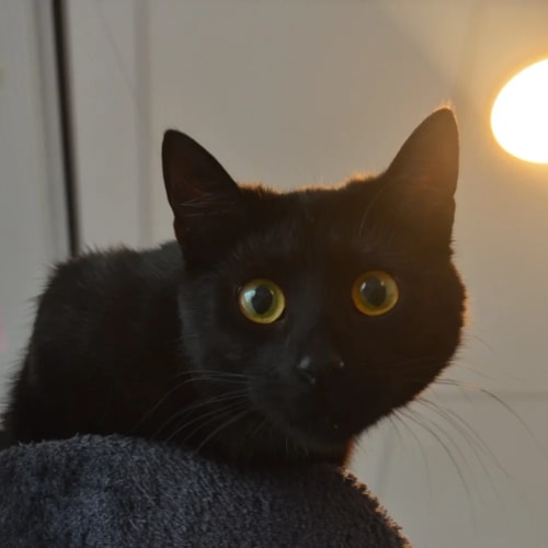 Un chat noir aux grands yeux jaunes et expressifs regarde fixement l'objectif, perché sur un support en tissu gris, dans une pièce éclairée par une source lumineuse chaude.
