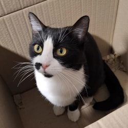 Un chat noir et blanc aux yeux jaunes, assis dans une boîte en carton, regarde vers le haut.