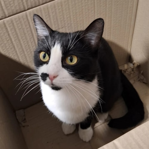 Un chat noir et blanc aux yeux jaunes, assis dans une boîte en carton, regarde vers le haut.