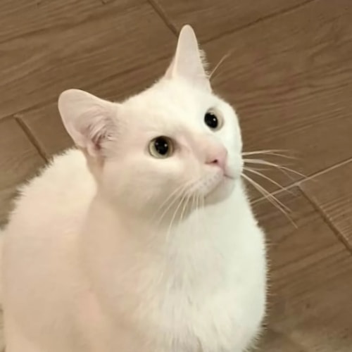 Un chat au pelage entièrement blanc, assis sur un sol en carrelage beige, regardant vers le haut avec attention.