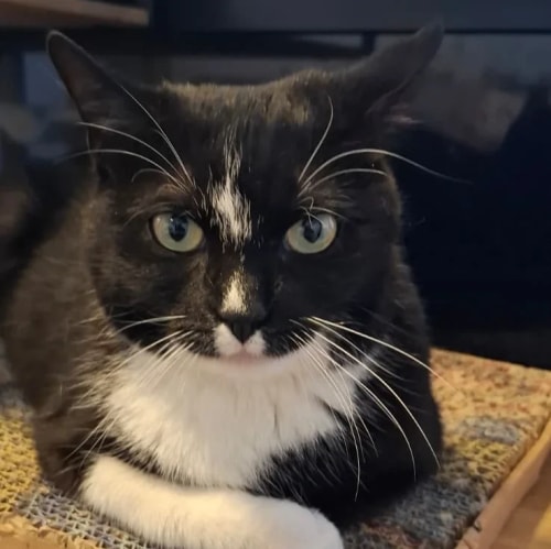 Un chat tuxedo noir et blanc avec des yeux clairs regarde fixement l'objectif, assis sur une surface texturée.