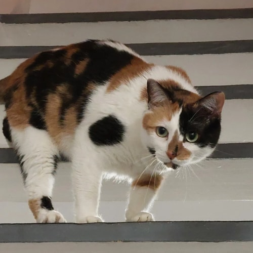 Un chat tricolore au pelage blanc, noir et roux, se tient debout sur les marches d'un escalier en regardant vers l'objectif avec une expression attentive.