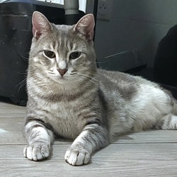 Un chat bicolore blanc et gris foncé est allongé sur le côté sur un sol carrelé imitation bois, regardant vers l'objectif avec ses pattes avant repliées.