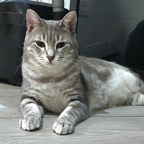 Un chat bicolore blanc et gris foncé est allongé sur le côté sur un sol carrelé imitation bois, regardant vers l'objectif avec ses pattes avant repliées.
