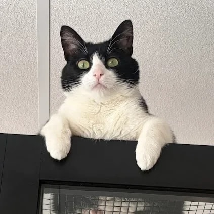 Un chat bicolore noir et blanc dort paisiblement dans un hamac en peluche beige, avec une patte avant qui pend gracieusement dans le vide.