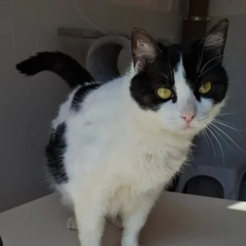 Un chat à la robe bicolore noire et blanche regarde sur le côté, assis devant une fenêtre avec une inscription partiellement visible.