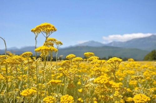 Champ de fleurs jaunes Immortelles sous un ciel bleu avec des montagnes corses en arrière-plan.