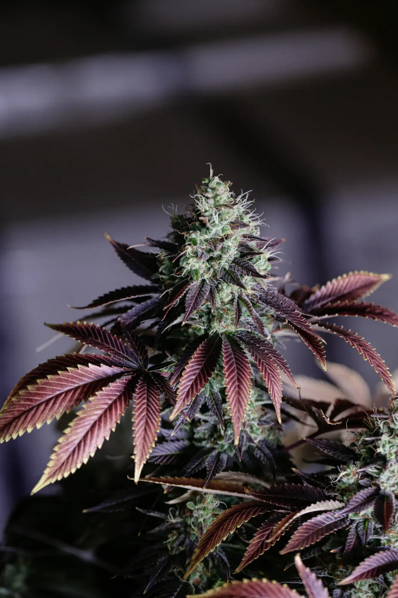Les 7 idées reçues sur le CBD