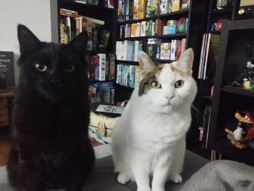 Un chat noir et un chat blanc avec des taches brunes sont assis côte à côte devant une étagère remplie de jeux de société.